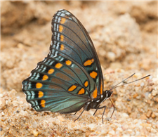 Red-spotted Purple (Limenitis arthemis astyanax). July 20, Sharkey Co., MS.