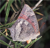 A female Florida Leafwing (Anaea floridalis) laying an egg on pineland croton. Aug. 28, Monroe Co., FL.