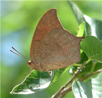 Goatweed Leafwing (Anaea andria). June 23, Travis Co., TX.