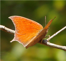 A male Goatweed Leafwing (Anaea andria), Mar. 25, Alachua Co., FL.