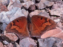 A female Goatweed Leafwing (Anaea andria). June 12, Barry Co., MO