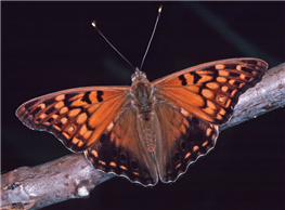 Tawny Emperor (Asterocampa clyton). July 4, Scott Co., MN.