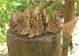 Male Tawny Emperors (Asterocampa clyton) coming to butterfly food.  July 16,  National Butterfly Center, Hidalgo Co., TX.