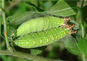 Tawny Emperor (Asterocampa clyton) caterpillars on hackberry. July 17, National Butterfly Center, Hidalgo Co., TX.