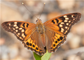 A male Tawny Emperor (Asterocampa clyton). July 19, Sharkey Co., MS.