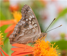 A male Tawny Emperor (Asterocampa clyton), nectaring at a Mexican flamevine. Apr. 13, National Butterfly Center, Hidalgo Co., TX.