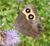 Common Wood-Nymph (Cercyonis pegala). June 30, Sussex Co., NJ.