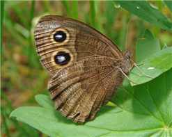 Common Wood-Nymph (Cercyonis pegala). July 27, Teton Co., WY.