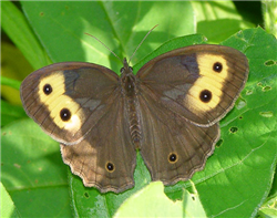 Common Wood-Nymph (Cercyonis pegala). June 21, Mercer Co., NJ.