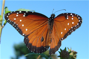 A male Queen (Danaus gilippus). Sept. 25, Okechobee Co., FL.