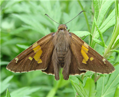 Silver-spotted Skipper (Epargyreus clarus). June 11, Morris Co., NJ.