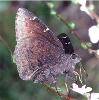 Northern Cloudywing (Thorybes pylades). Mar. 10, Orange Co., FL.