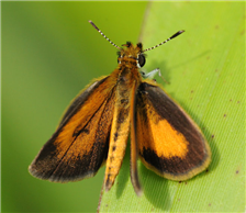 Least Skipper (Ancyloxypha numitor). June 16, Morris Co., NJ.