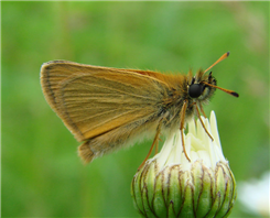 European Skipper (Thymelicus lineola). June 4, Morris Co., NJ.