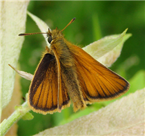 Male European Skipper (Thymelicus lineola). July 5, Greene Co., NY.