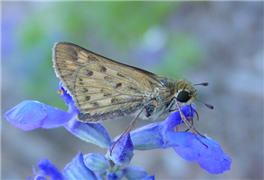 A female Fiery Skipper (Hylephila phyleus). Oct. 15, National Butterfly Center, Hidalgo Co., TX.