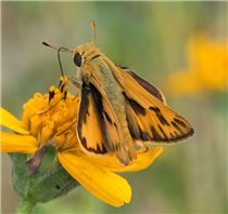 A male Fiery Skipper (Hylephila phyleus). Apr. 13, National Butterfly Center, Hidalgo Co., TX.