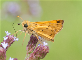 Male Fiery Skipper (Hylephila phyleus). July 17, Holmes Co., MS.