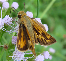 A female Fiery Skipper (Hylephila phyleus) nectaring at Butterfly Mistflower. Oct. 21, National Butterfly Center, Hidalgo Co., TX.