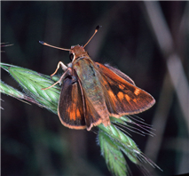 Male Umber Skipper (Poanes melane). Apr. 29, Los Angeles Co., CA.