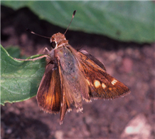 Female Umber Skipper (Poanes melane). May 3, Santa Clara Co., CA.