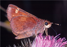 Umber Skipper (Poanes melane). June 22, San Mateo Co., CA.