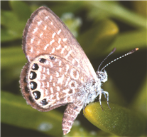 Eastern Pygmy-Blue (Brephidium isophthalma). Mar. 27, Monroe Co., FL